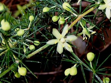 Asparagus acutifolius